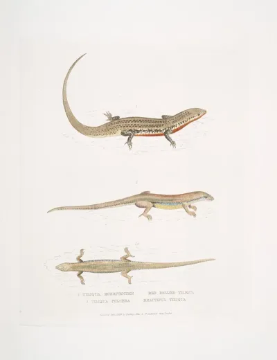 1 Red Bellied Tiliqua Tiliqua Rubriventris 2 Beautiful Tiliqua Tiliqua Pulchra