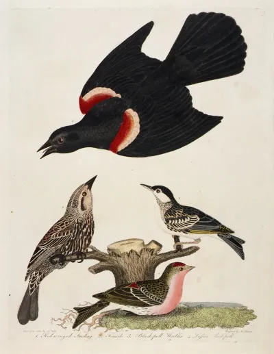 1 Red Winged Starling 2 Female 3 Black Poll Warbler 4 Lesser Red Poll
