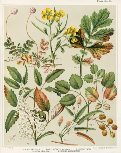 1 Rubus Australis 2 R Aaustralis Var Glaber 3 Rubus Parva 4 Geum Urbanum 5 Acaena Sanguisorbce Plate 29