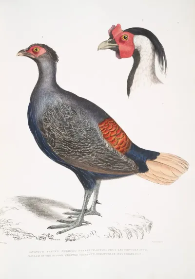 1 Rufous Tailed Crested Pheasant Euplocomus Erythrothalmus 2 Head Of Silver Crested Pheasant Euplocomus Nycthemerus