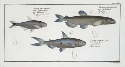 1 Salmo Groenlandicus The Capelan 2 Salmo Melanurus The Tail Spotted Salmon 3 Salmo Unimaculatus The Curimate