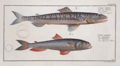 1 Salmo Saurus The Sea Lizard 2 Salmo Foetens Sea Sparrow Hawk