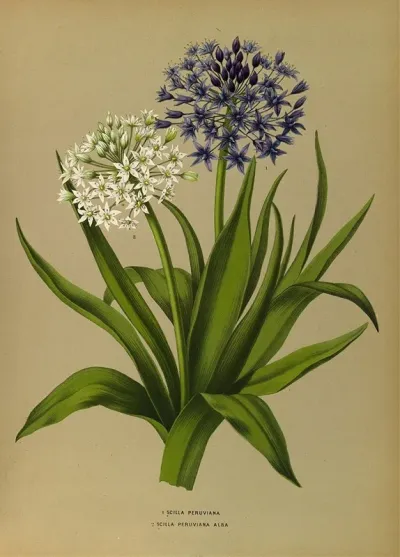 1 Scilla Peruviana 2 Scilla Peruviana Alba