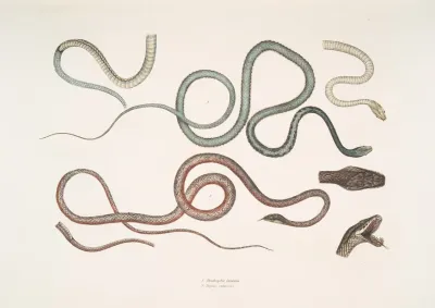 1 Side Streaked Tree Snake Dendrophis Lateralis 2 Reddish Dipsas Dipsus Dipsas Rubescens