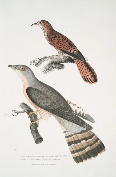 1 Slender Billed Cuckoo Cuculus Tenuirostris 2 Bhrow Brow Cuckoo Cuculus Lathami