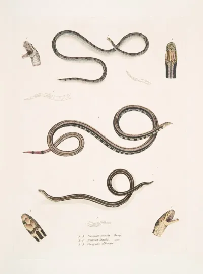 1 Slender Calliophis Calliophis Gracilis 2 Lined Maticora Maticora Lineata 3 White Bellied Changulia Changulia Albiventer