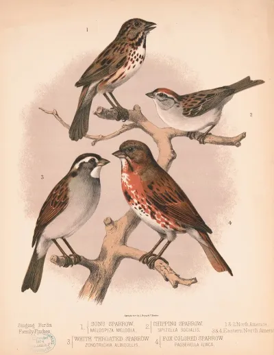 1 Song Sparrow Melospiza Melodia 2 Chipping Sparrow Spizella Socialis 3 White Throated Sparrow Zonotrichia Albicollis