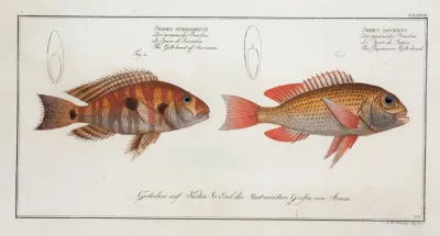 1 Sparus Japonicus The Japanese Gilt Head 2 Sparus Surinamensis The Gilt Head Of Surinam