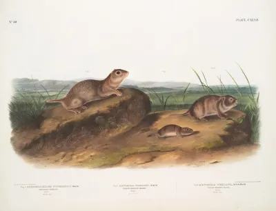 1 Spermophilus Townsendii American Souslik Male 2 Arvicola Oregoni Oregon Meadow Mouse Male 3 Arvicola Texiana Texan Meadow Mouse Male