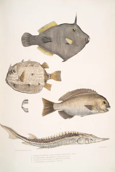 1 Spine Sided Monacanthus Monacanthus Amanses Histrix 2 Many Spined Coffin Fish Ostracion Acarana Auritus
