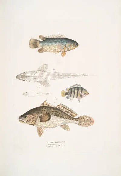 1 Spinose Gilled Anabas Anabas Spinosus 2 Two Spotted Coius Coius Binotatus 3 Spotted Sciaena Sciaena Maculata