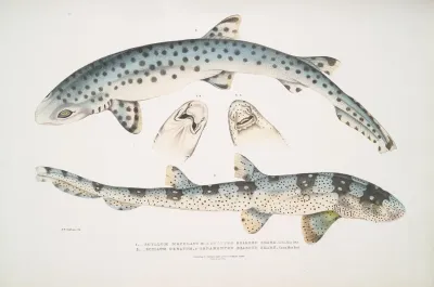 1 Spotted Bearded Shark Scyllum Maculatum India Mus Brit 2 Ornamented Bearded Shark Scyllum Ornatum