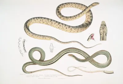 1 Spotted Bellied Snake Coluber Ventromaculatis 2 Bells Tree Snake Ahaetula Bellii
