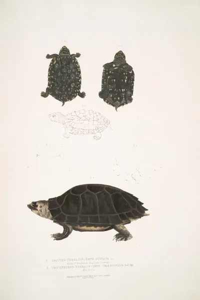 1 Spotted Terrapin Emys Guttata Emys Hamiltonii 2 Thicknecked Terrapin Emys Crassicollis