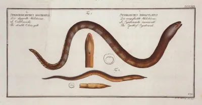 1 Synbranchus Immaculatustthe Spottess Synbrank 2 Sphagebranchus Rostratus The Double Chin Gilt