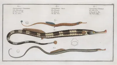 1 Syngnathus Typhle The Neelde Fish 2 Syngnathus Acus The Pipe Fish 3 Syngnathus Ophidion The Sea Adder