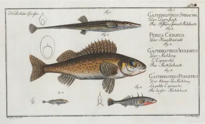 1 The Fifteen Spined Stickleback 2 The Ruffe 3 The Stickleback 4 The Lesser Stickleback