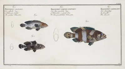 1 The Lancet 2 The Blue Punctulated Holocentre 3 The Spotted Holocentre
