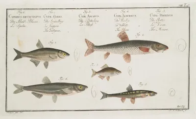 1 The Sperlin 2 The Gudgeon 3 The Bitter Carp 4 The Bleak 5 The Minow