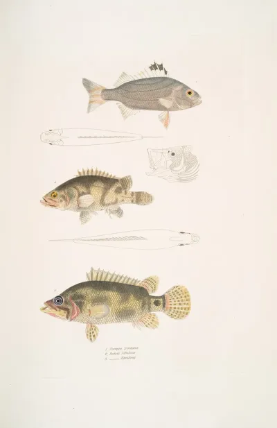 1 Three Banded Pterapon Pterapon Trivittatus 2 Clouded Bedula Bedula Nebulosus 3 Dr Hamiltons Bedula Bedula Hamiltonii