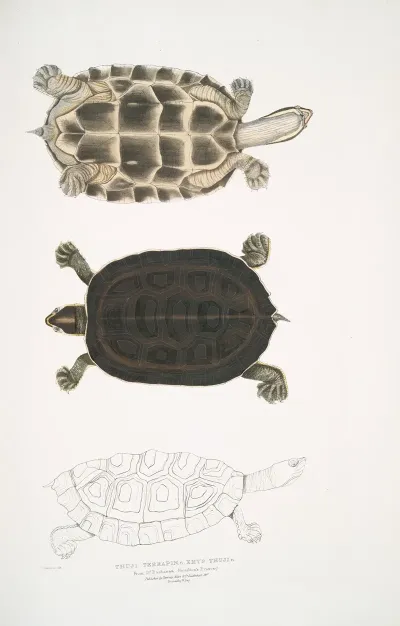 1 Thugi Terrapin Emys Thugi
