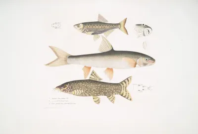 1 Tileo Carp Cyprinus Tileo 2 Richardsons Carp Cyprinus Richardsonii 3 Beautiful Loach Botia Grandis