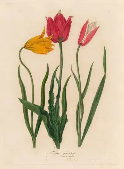 1 Tulipa Sylvestris And 2 Tulipa Oculus Solis And 3 Tulipa Oculus Clusiana