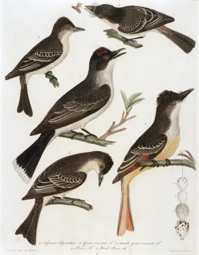 1 Tyrant Flycatcher 2 Great Crested F 3 Small Green Crested F 4 Pe We F 5 Wood Pe We F
