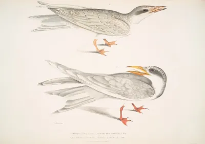 1 Waved Tern Sterna Brevirostris 2 Orange Billed Tern Sterna Aurantia