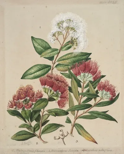 1 White Rata 2 Climbing Rata 3 Southern Rata