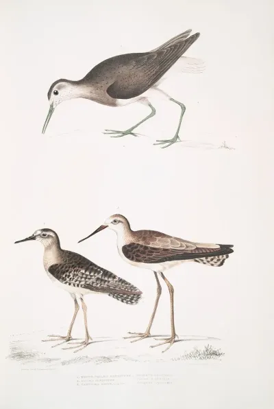 1 White Tailed Sandpiper Totanus Leucurus 2 Allied Sandpiper Totanus Affinis 3 Cawnpore Snipe Totanus Lathami
