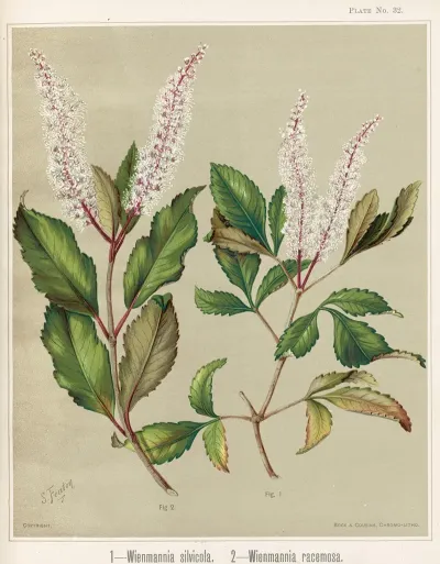 1 Wienmannia Silvicola 2 Weinmannia Racemosa Plate 32