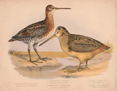 1 Wilsons Snipe Gallinago Wilsoni Bon 2 American Woodcock Philohela Minor Gray