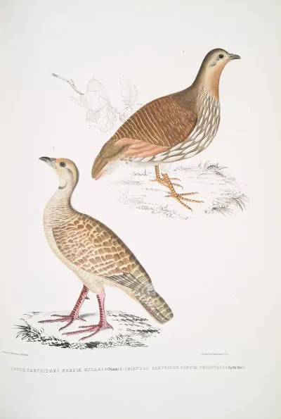 1 Wood Partridge Perdix Gularis 2 Oriental Partridge Perdix Orientalis