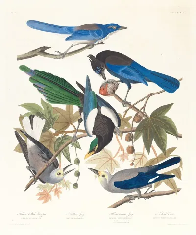 1 Yellow Billed Magpie 2 Stellers Jay 3 Ultramarine Jay 4 5 Clarks Crow