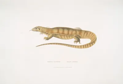 1 Yellow Monitor Monitor Flavescens