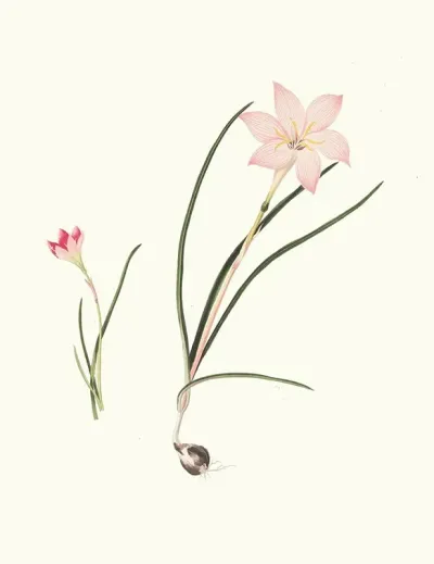 1 Zephyranthes Carinatus 2 Zephyranthes Rosea