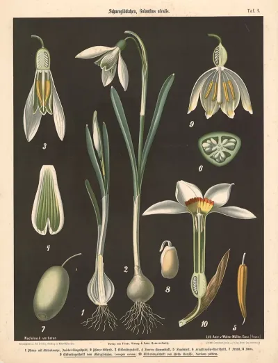 101 Schneeglockschen Galanthus Nivalis
