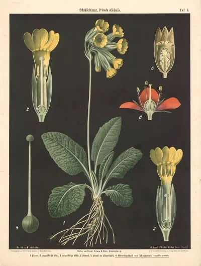 104 Schlusselblume Primula Officinalis