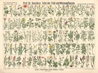 15 Field And Meadow Plants