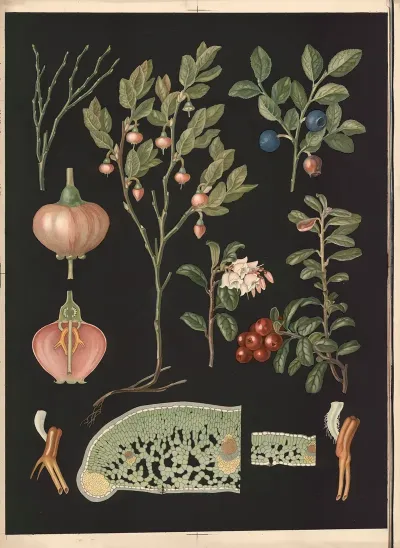 16 Blueberries And Lingonberries