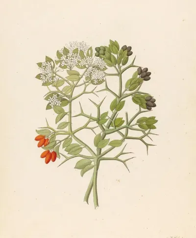 2 Species Of Carisfa Arduina Carissa Haematocarpa