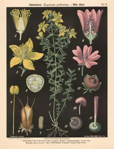 318 Johanniskraut Hypericum Perforatum