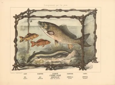 506 Carp Eel