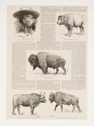 6 Drawings Of American Buffalo And Portrait Of Ho N C J Jones Garden City Kansas