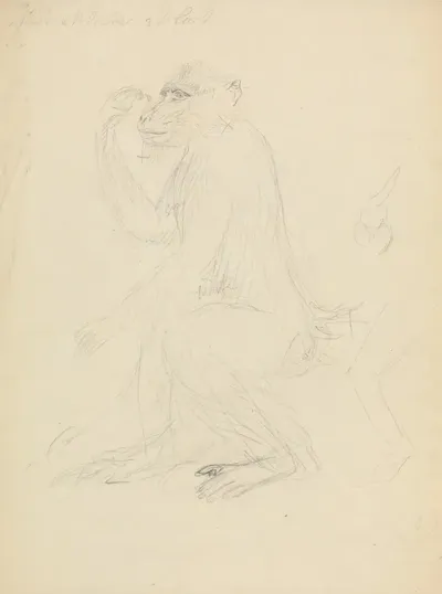 A Baboon