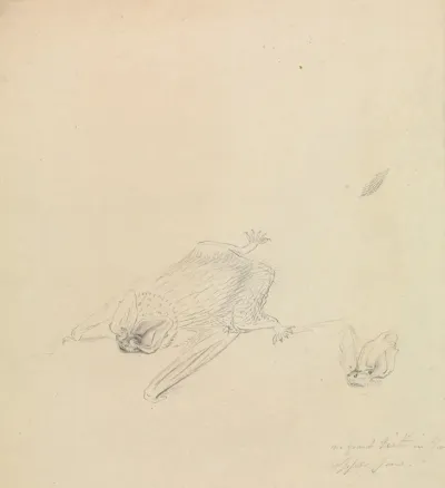 A Barbastelle Bat