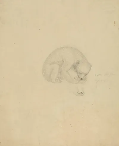A Bear 2