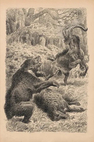 A Bear And A Goat Are Fighting