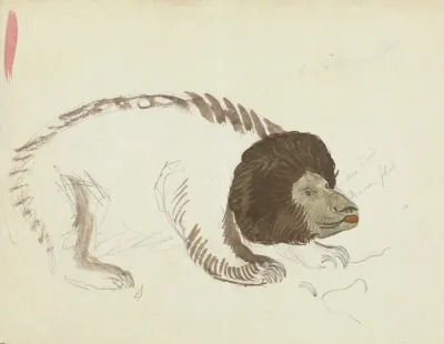 A Bear